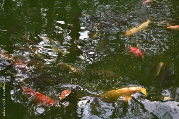 Obraz Carpas Japonesas