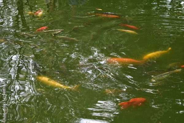 Obraz Carpas japonesas