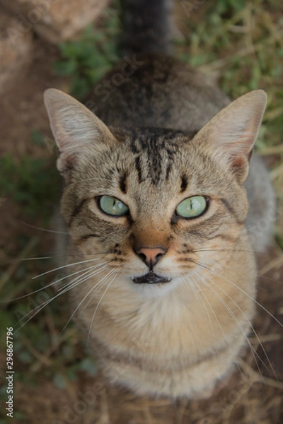 Fototapeta Gato Interesado