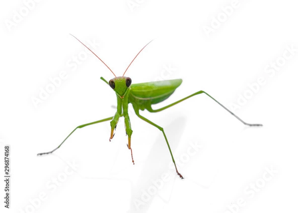 Fototapeta Vector insect, rice color, white background