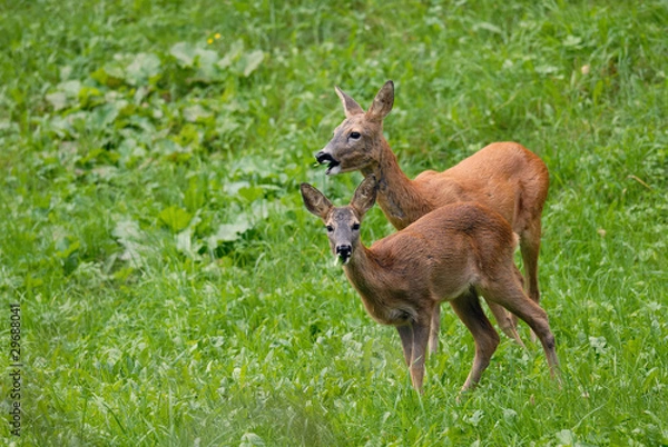 Obraz Reggeiß mit Kitz beim Äsen