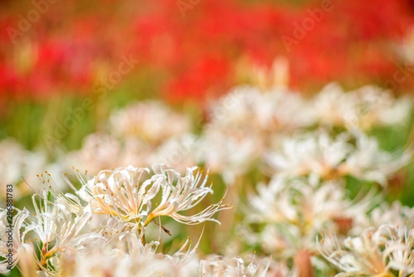 Obraz 赤をバックにシロバナマンジュシャゲの花花