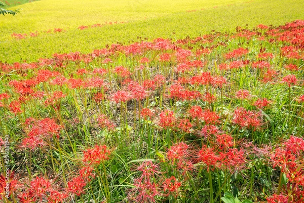 Fototapeta 田園地帯をバックに曼珠沙華の花の群生