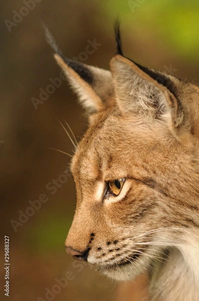 Obraz konzentrierter Blick