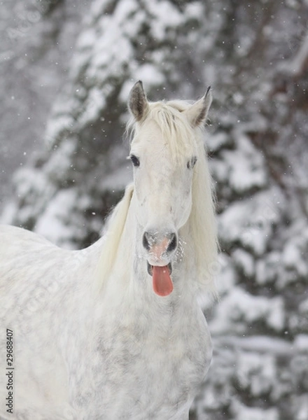 Obraz winter horse