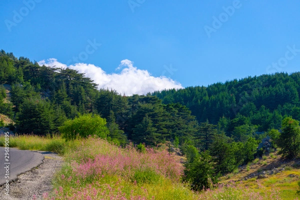 Obraz An interesting cloud above the forest