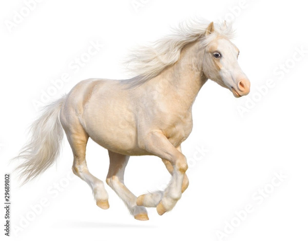 Fototapeta Welsh pony gallops