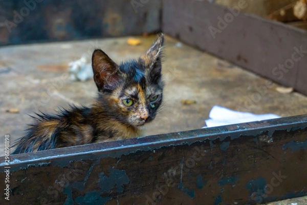 Obraz cat on the streets