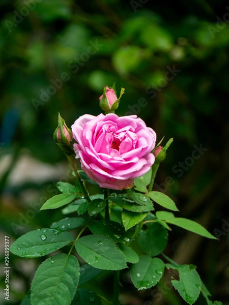 Fototapeta Pink Rose flower with blur background.