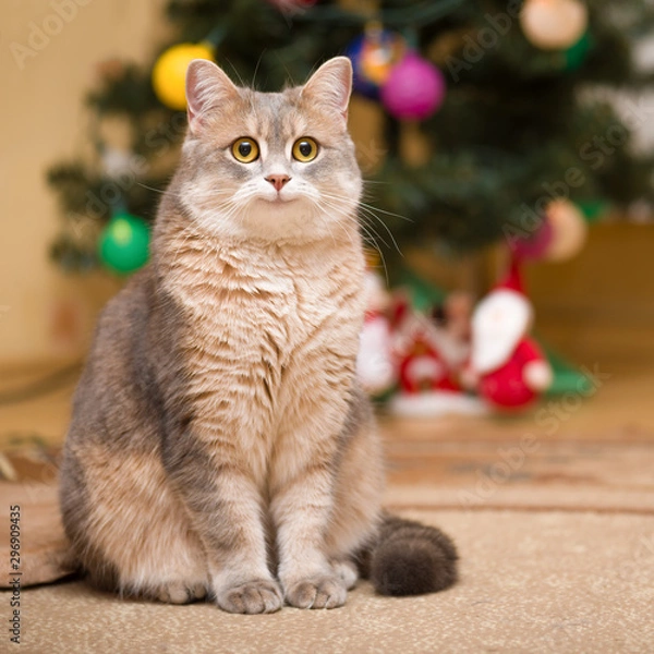 Obraz Smiling cat on a blurry background with a Christmas tree and a luminous garland.