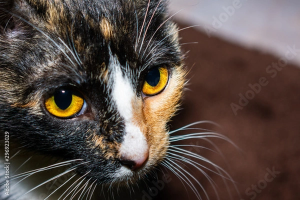Fototapeta Close up of calico cat