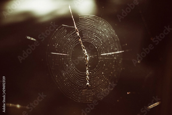 Obraz Spider web