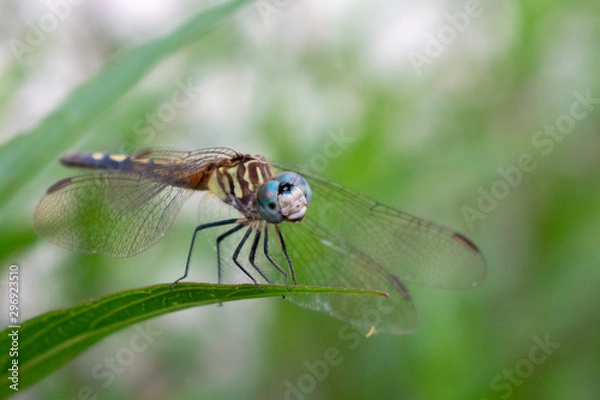 Obraz dragonfly on leaf