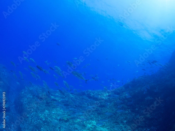 Fototapeta トカラ列島_口之島_スキューバダイビング