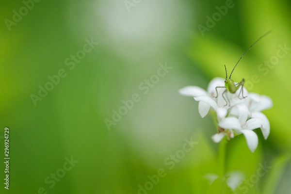 Obraz Grashüpfer auf Waldmeisterblüte