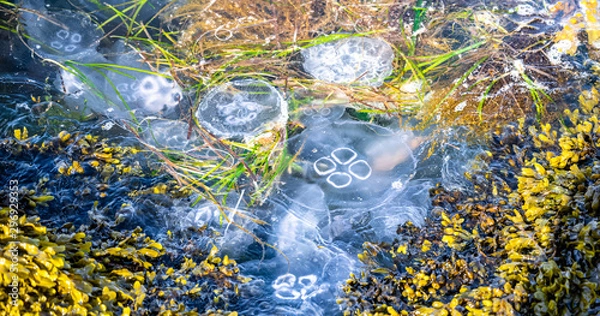 Fototapeta Jellyfish (2)