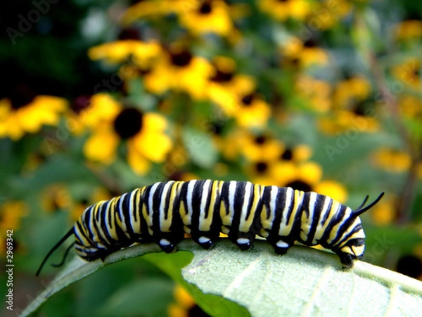 Obraz monarch caterpillar