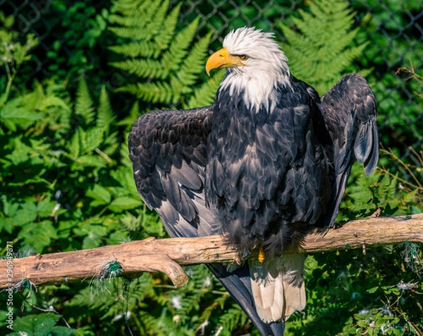 Obraz Close up of American Bald Eagle drying wings