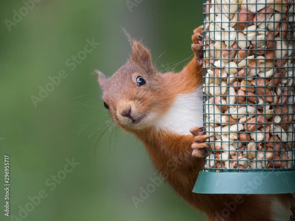 Fototapeta Ecureuil roux (Sciurus vulgaris) accroché à une mangeoire remplie de cacahuètes. Portrait