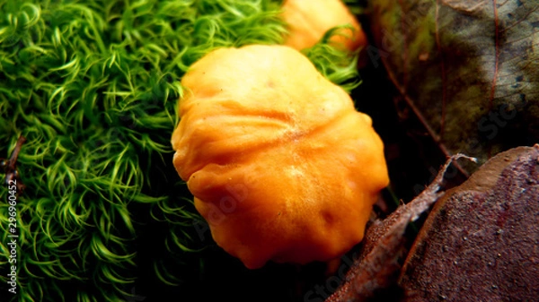 Obraz rice with vegetables