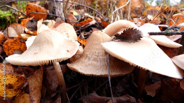 Obraz mushrooms in forest