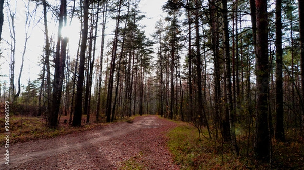 Obraz road in the forest