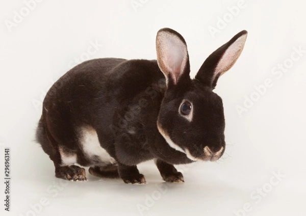 Obraz Nice black otter rabbit rodent pet