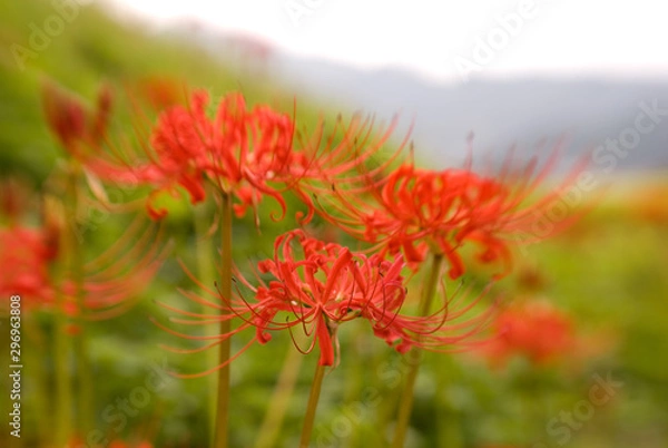 Fototapeta 彼岸花