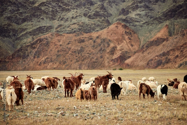 Fototapeta Fluffy cashmere goats on the pastures