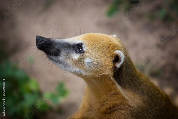 Obraz  Portrait of Brown-nosed Coati, Nasua nasua at the zoo