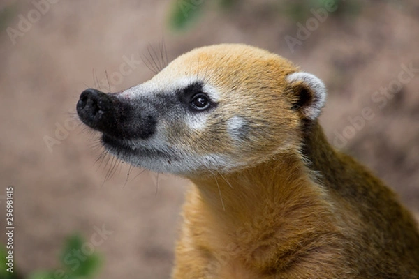 Obraz Portrait of Brown-nosed Coati, Nasua nasua at the zoo