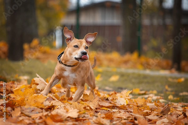 Obraz Adorable american pit bull terrier plays in autumn in the park