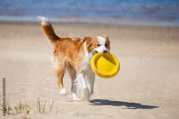 Obraz Border Collie plays in the beach