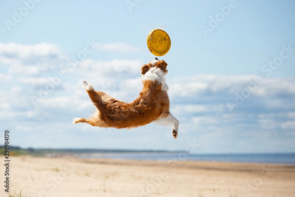 Obraz Border Collie plays in the beach