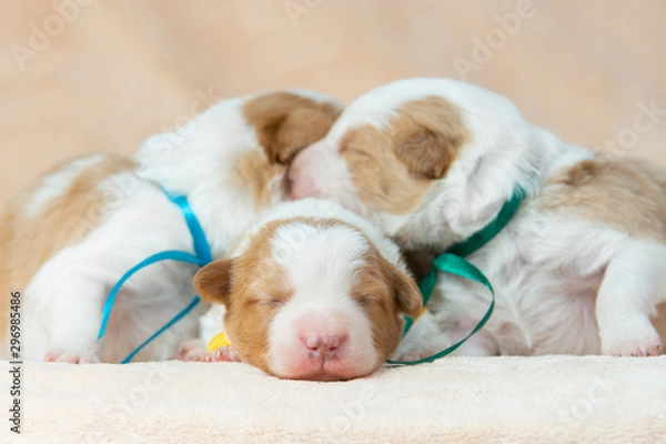 Obraz Charming newborn border collie puppies
