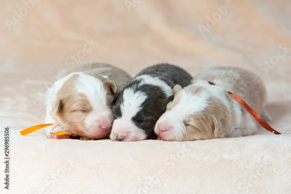 Obraz Charming newborn border collie puppies
