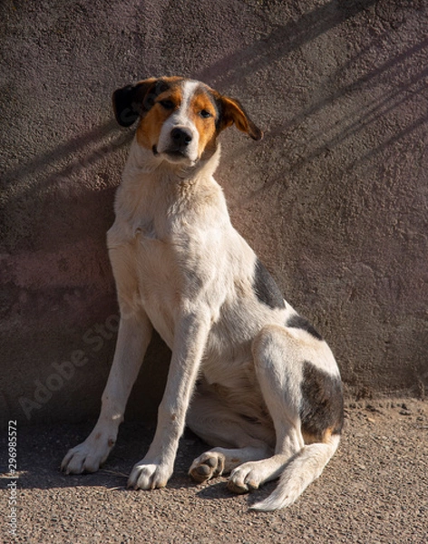 Fototapeta A lop-eared mongrel dog sits huddled against a stone wall and looks into the camera.