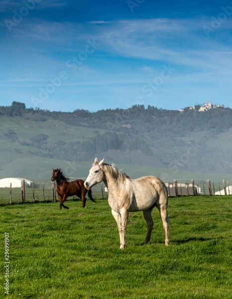 Obraz horses on a meadow
