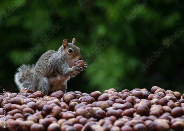 Fototapeta Squirrel nuts