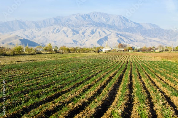 Fototapeta Green onion field in central Asia