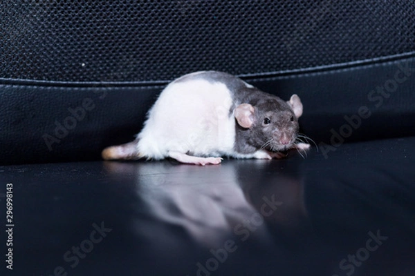 Fototapeta cute, funny rat isolated on black background.Cute rat ,Rattus norvegicus domestica, on a light background. Chinese new year symbol. Closeup young funny pet.
