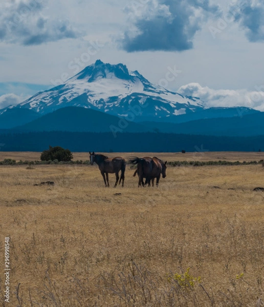Obraz horses in wilderness 