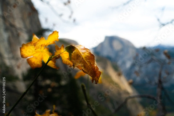 Obraz Half Dome in Fall
