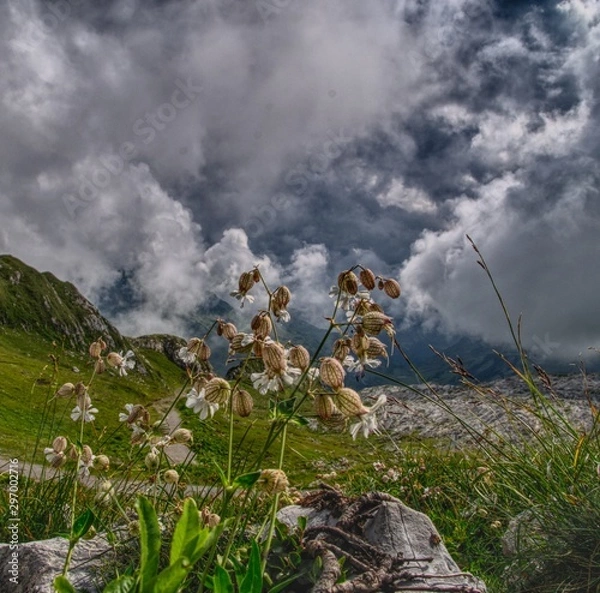 Fototapeta White alpine flower