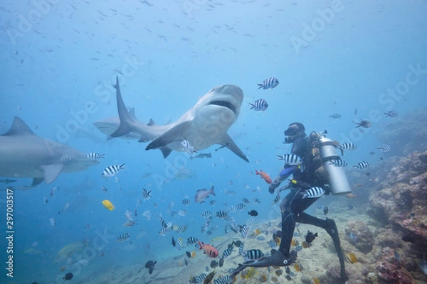 Obraz Scuba divers hand feeding bull shark and silver tip reef sharks on deep dive in Fiji