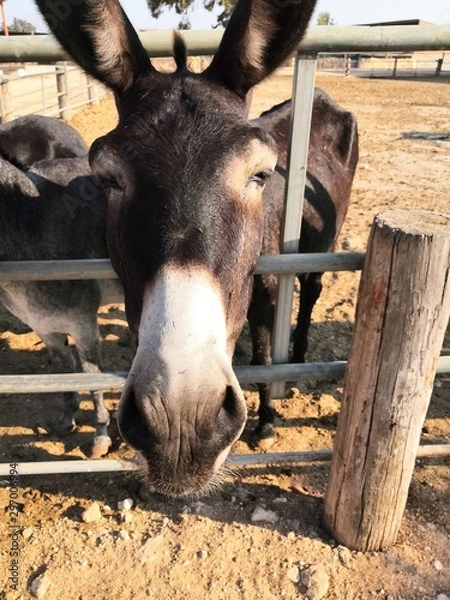 Obraz Donkey in stable
