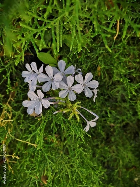 Obraz white flowers in grass