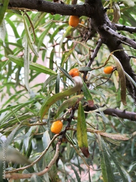 Obraz oranges on tree