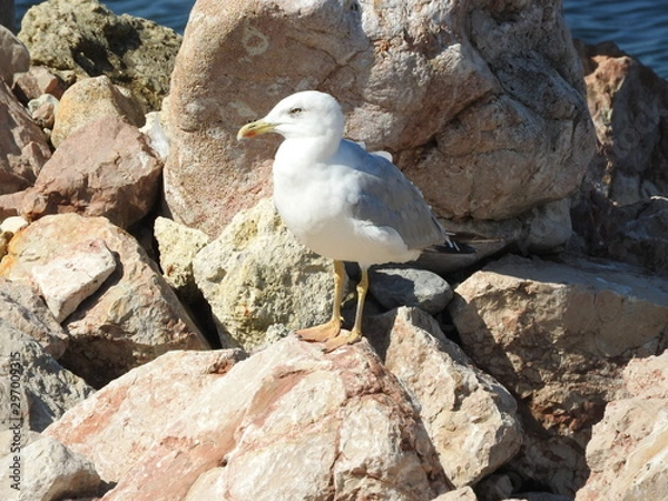 Obraz Seagull on the rock