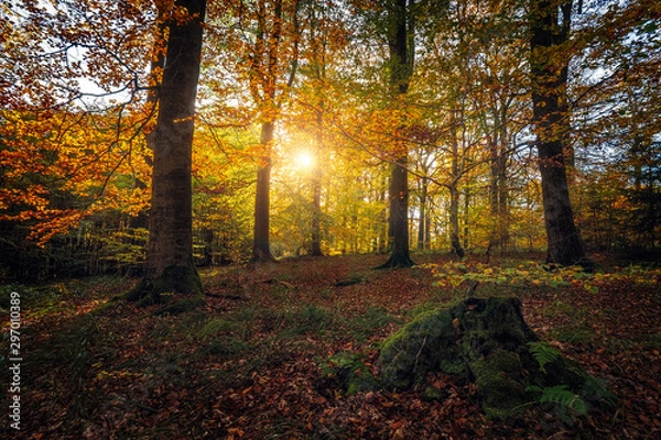 Obraz autumn  forest colours, beautiful sunset in the woods, sunny indian summer afternoon